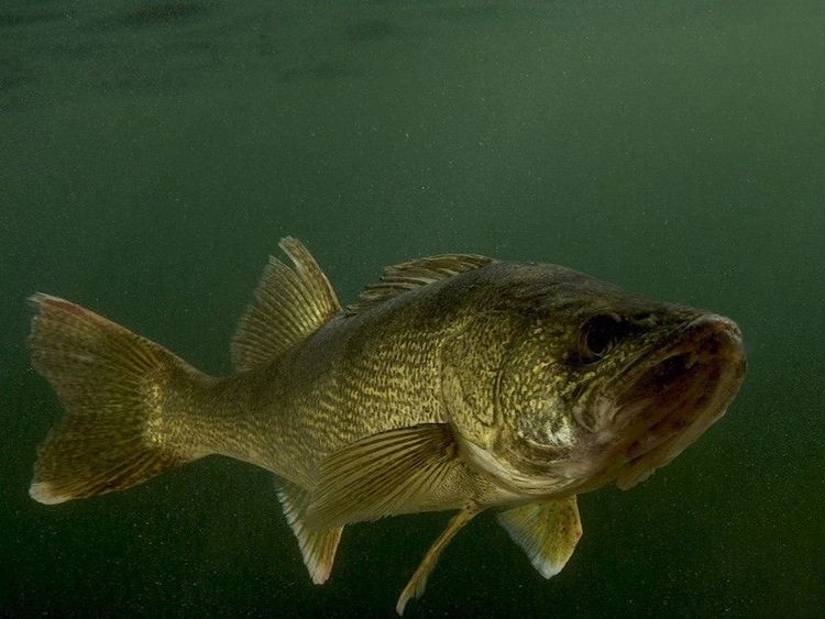 Lake Erie Fishing Charters | 5 Hour Evening Trip